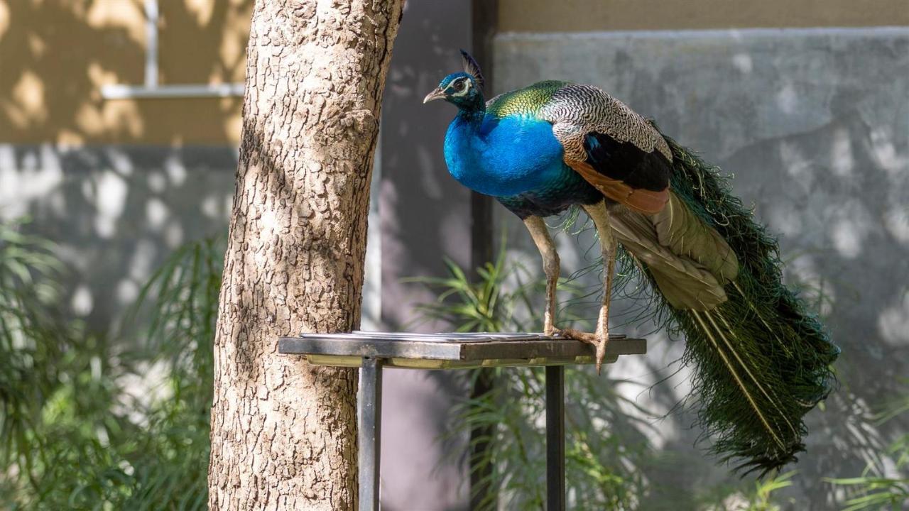 Birds Resort هامبانتوتا المظهر الخارجي الصورة